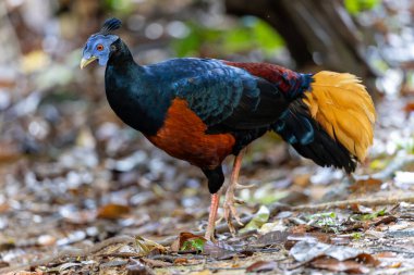 Lophura ignita olarak bilinen muhteşem Bornean Tepeli Ateşli Sırtı, Bornean yağmur ormanlarının benekli güneş ışığıyla gurur duyuyor.