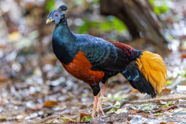 Lophura ignita olarak bilinen muhteşem Bornean Tepeli Ateşli Sırtı, Bornean yağmur ormanlarının benekli güneş ışığıyla gurur duyuyor.