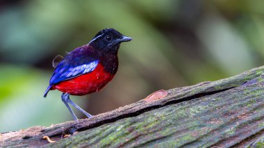 Güzel Siyah Taç Giyen Pitta, Borneo 'da bulunan türlerden biridir.