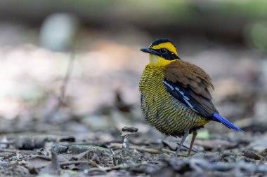 Borneo 'nun tropikal yağmur ormanlarında Bornean Banded Pitta (Hydrornis schwaneri)