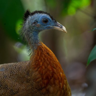 Nature wildlife image of The Great Argus in the deep jungle in Sabah, Borneo