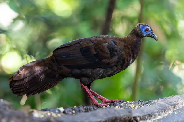 Borneo 'nun tropikal yağmur ormanlarında yetişkin olmayan Bulwers Sülünü (Lophura bulweri).