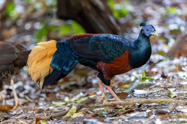 Lophura ignita olarak bilinen muhteşem Bornean Tepeli Ateşli Sırtı, Bornean yağmur ormanlarının benekli güneş ışığıyla gurur duyuyor.