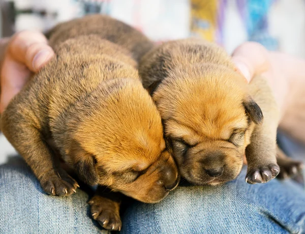 Dois cachorros adormecidos em um colo — Fotografia de Stock