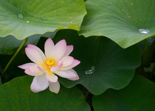 Rosa lotus under gröna blad — Stockfoto
