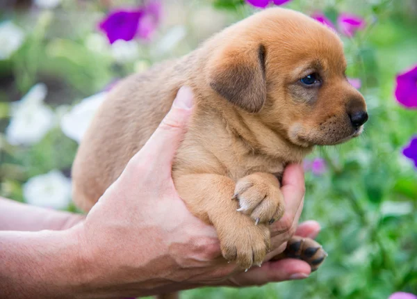 Lindo cachorro en sus manos —  Fotos de Stock