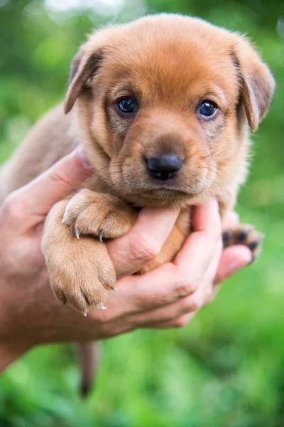 Cute puppy on his hands — Stock Photo, Image