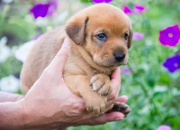 Lindo cachorro en sus manos —  Fotos de Stock