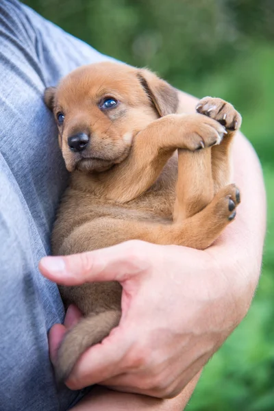 Cute puppy on his hands — Stock Photo, Image