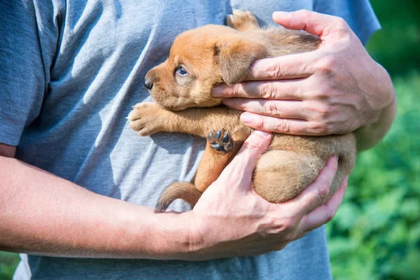 Niedlicher Welpe auf seinen Händen — Stockfoto