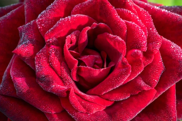 Червона троянда з краплями на пелюстках — стокове фото