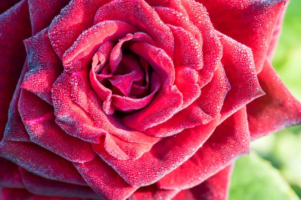 Rose rouge avec des gouttes sur les pétales — Photo