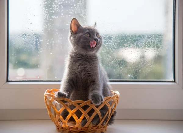 Hermoso gato gris en la ventana Fotos de stock libres de derechos