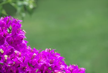 Leylak çiçekleri arka plan