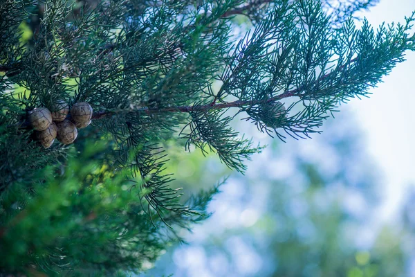 Різдвяна ялинка фону — стокове фото