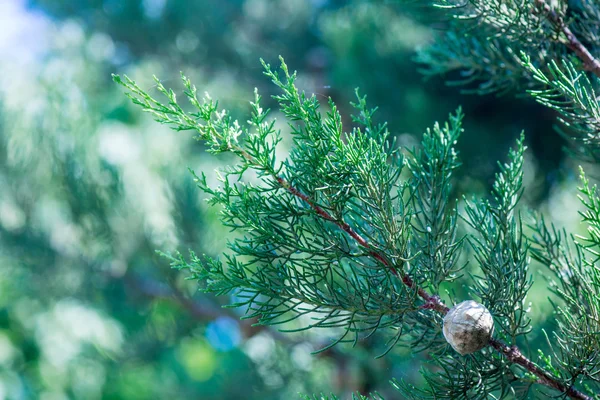 Árbol de Navidad fondo —  Fotos de Stock