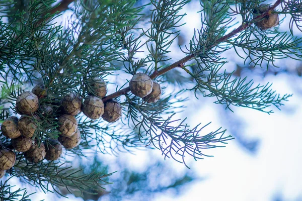 Albero di Natale sfondo — Foto Stock