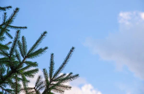 Kerstboom achtergrond — Stockfoto