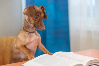 cüce dachshund masada kitap okuyor..