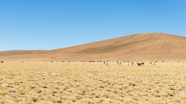 Llamas ile Andes üzerinde Çölya dağlık, Bolivya