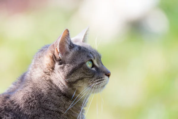 Perfil retrato de focinho de gato cinza, com olhos verdes, ao ar livre — Fotografia de Stock
