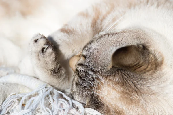 Siamese white cat lying with bent paws, closeup — Stock Photo, Image