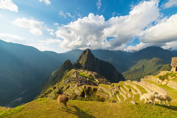 Luce solare su Machu Picchu, Perù, con lama in primo piano — Foto Stock