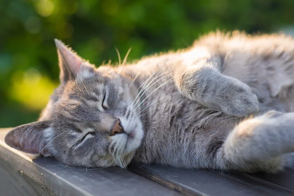 Γάτα ξαπλωμένη στον πάγκο στο οπίσθιο φωτισμό στο ηλιοβασίλεμα — Φωτογραφία Αρχείου