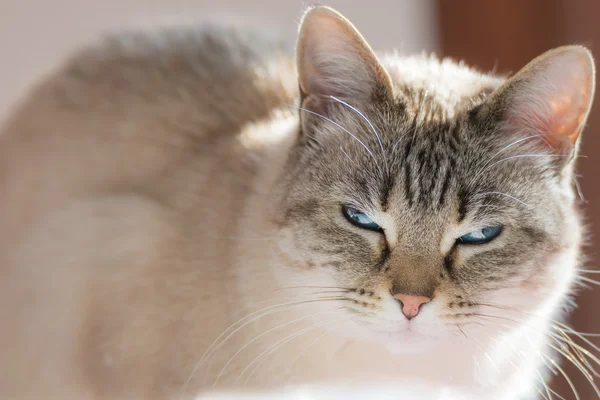 Gato siamês com olhos azuis olhando para a câmera na luz de fundo — Fotografia de Stock