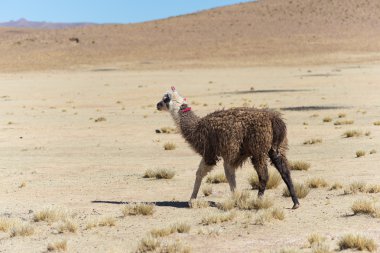 Bolivya'daki and highland caddesinde bir tek Lama