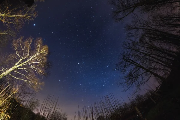 El cielo estrellado desde el bosque, vista ultra amplia de ojo de pez — Foto de Stock