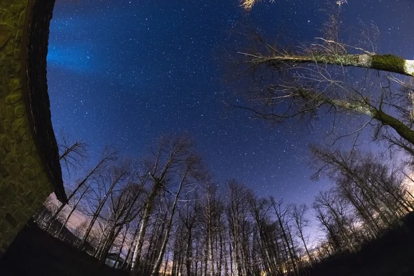 El cielo estrellado desde el bosque, vista ultra amplia de ojo de pez — Foto de Stock