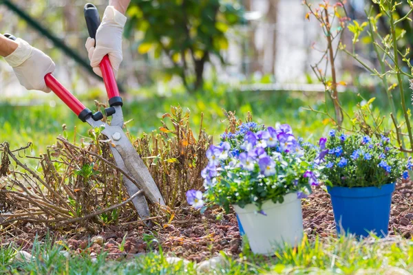 Főoldal kertészkedés, nyírás és ültetés virágok tavasszal — Stock Fotó