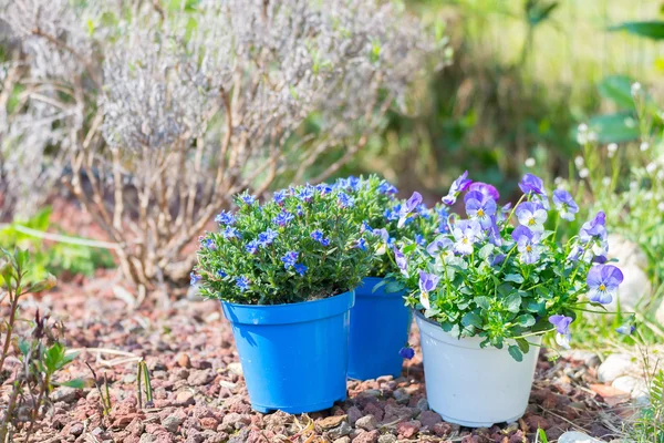 Trabajo de primavera en el jardín casero, plantando flores — Foto de Stock