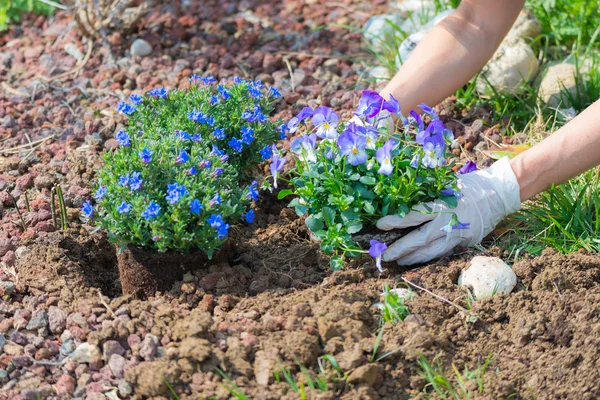 Springtime home gardening, planting flowers in soil — Stock Photo, Image