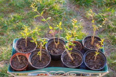 Home made organik nar vazo içinde ayarlar