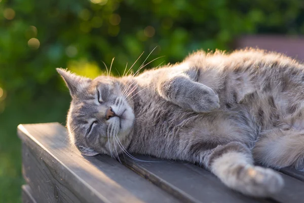 Cat berbaring di bangku di backlight saat matahari terbenam — Stok Foto