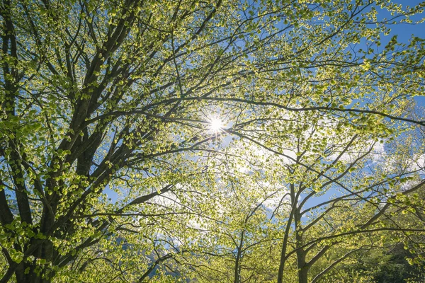 Beech woodland with sun star, backlight from below — Stock Photo, Image