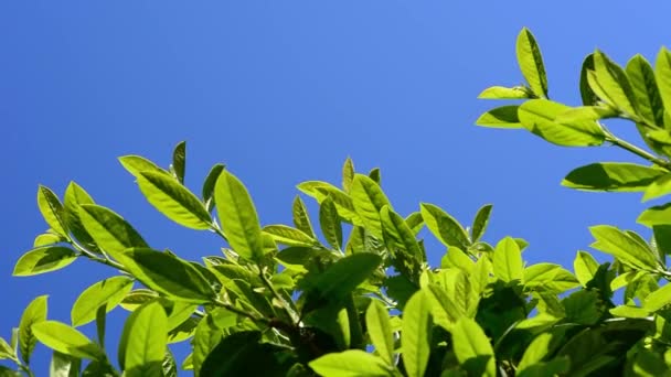 Cobertura de louro verde exuberante soprando ao vento. Prunus laurocerasus, também conhecido como laurel cereja, laurel comum e, por vezes, laurel Inglês . — Vídeo de Stock