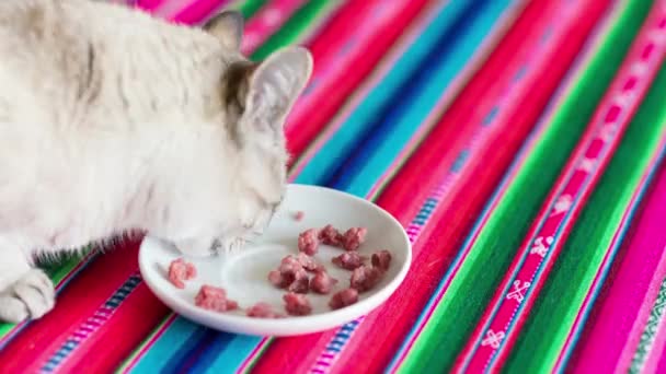 Chat domestique mangeant de la viande fraîche du plat blanc sur une table posée colorée — Video