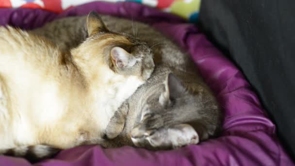 Dos gatos domésticos acostados uno sobre otro y durmiendo la siesta. Vídeo interior . — Vídeos de Stock