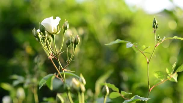 White rose flowers blowing in the wind. — Stock Video