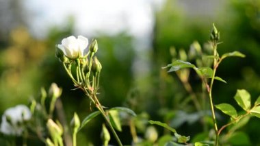 Rüzgarda beyaz gül çiçek.