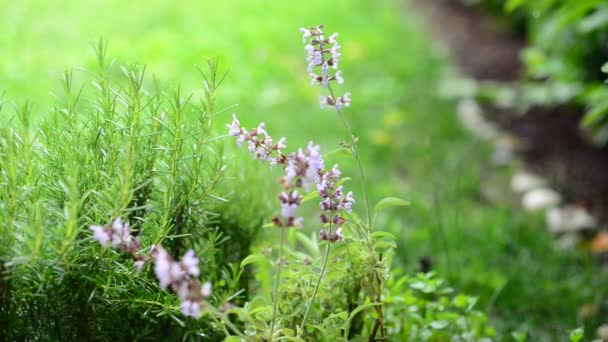 Biberiye ve yağmur ve dolu altında adaçayı bitki — Stok video