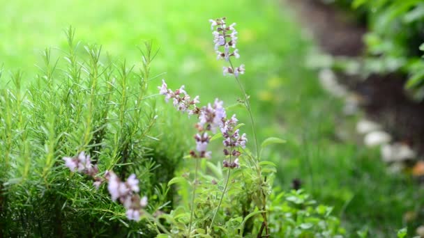 Rozemarijn en salie planten onder regen en hagel — Stockvideo