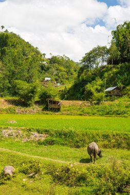 Geleneksel Toraja köyde Pastoral kırsal manzara