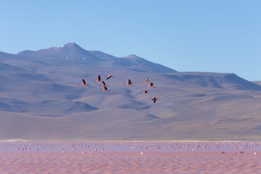 Pembe flamingo Tuz Gölü, Bolivya Andes uçan grup