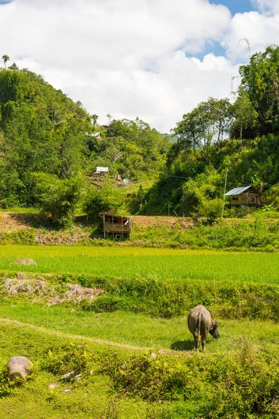 Traditionelles Toraja-Dorf in idyllischer ländlicher Landschaft — Stockfoto