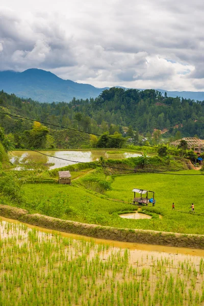 Village Toraja traditionnel dans un paysage rural idyllique — Photo