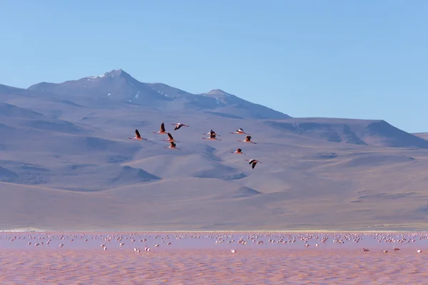 Group of pink flamingo flying over salt lake, Bolivian Andes — Stock Photo, Image